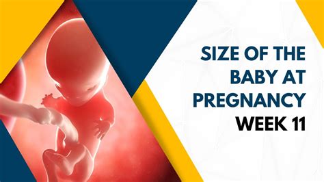 What to Expect from Your Babies at 11 Weeks: Developmental Milestones and Tips