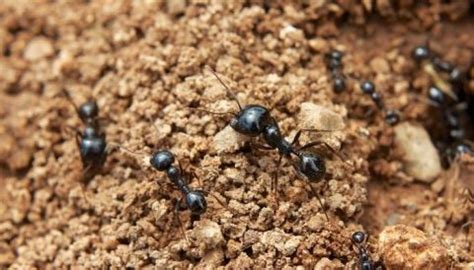 Bachacos Como Eliminarlos