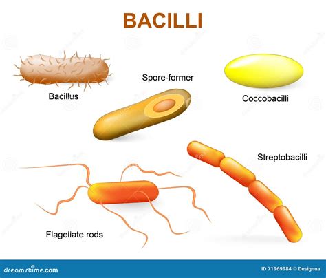 Bacilli And Rods