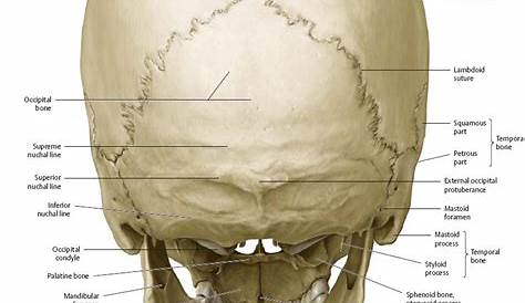 Human Skull Diagram Anatomy Educational Chart Framed Poster 20x14 inch