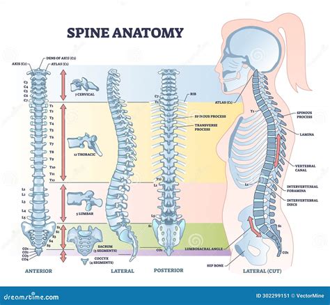 Back Anatomy Spine