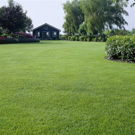 back lawn