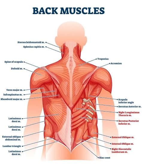 Back Muscles Keep Spasming