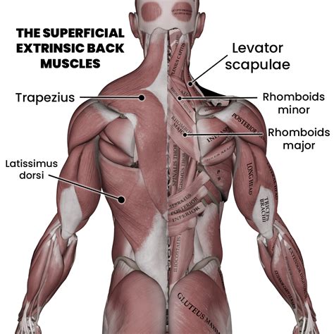Back Muscles Labeled Simple