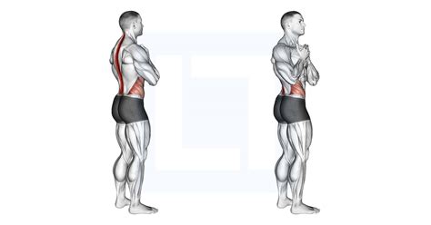 Back Muscles Rotation