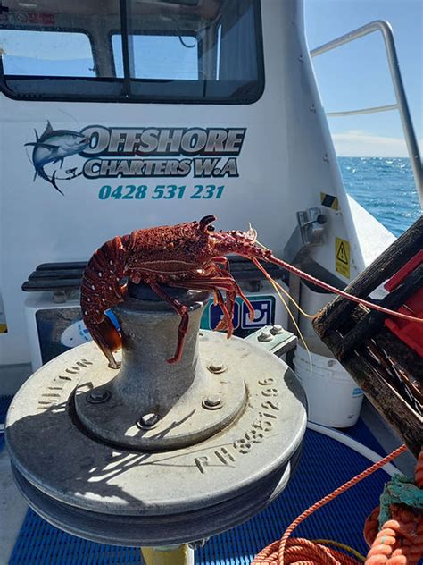 Back Of The Boat Crayfish