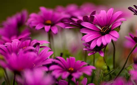 background images flowers nature