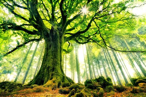 background trees