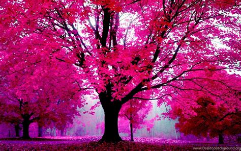 Background Wallpaper Pink Tree