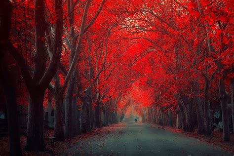 Backgrounds Red Forest