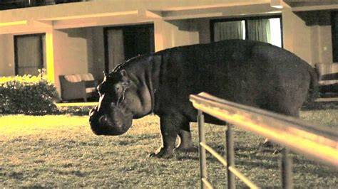 backyard again hippo