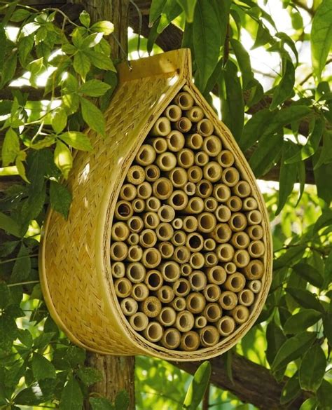 Backyard Bee Hive
