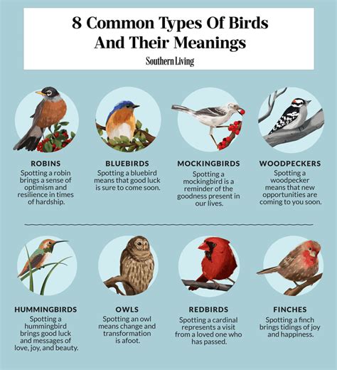 backyard birds meaning