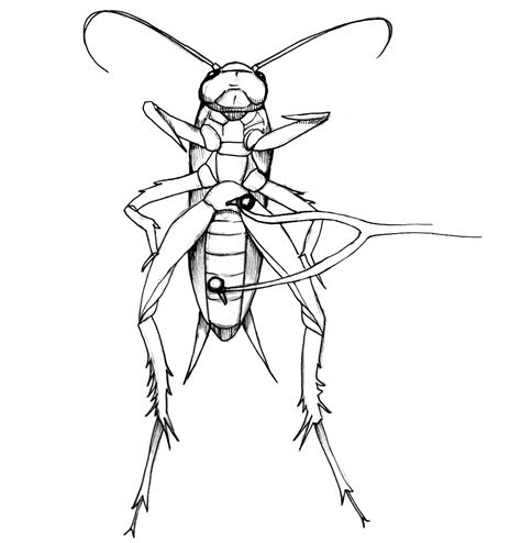 backyard brains cricket