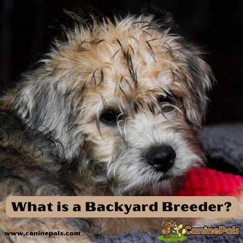 backyard breeding meaning