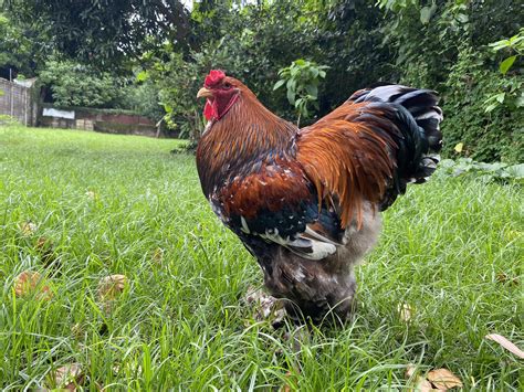 Backyard Chicken Hashtags