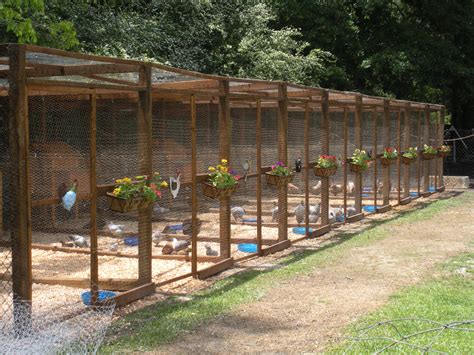 Backyard Chicken Pen