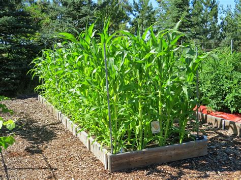 Backyard Corn Growing