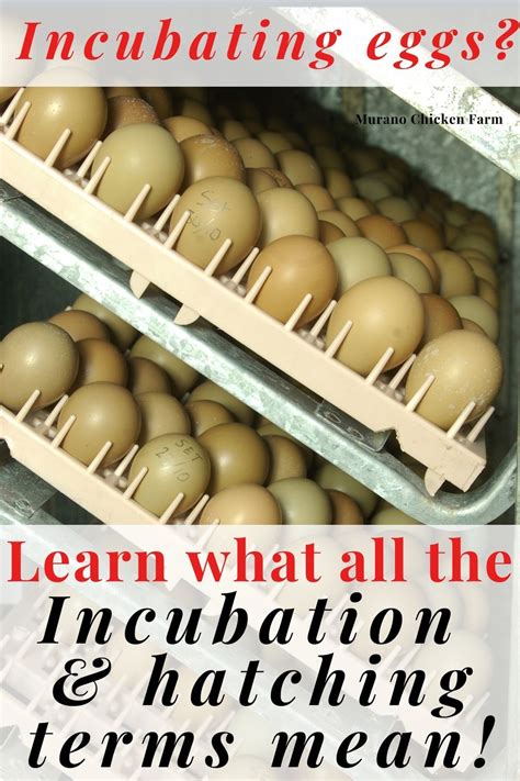 backyard eggs meaning