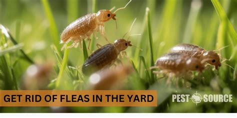 Backyard Flea Infestation