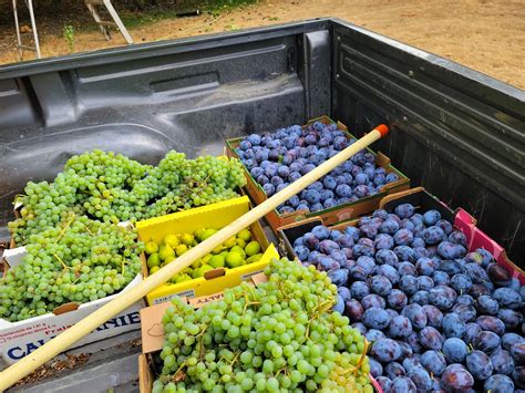 backyard harvest meaning