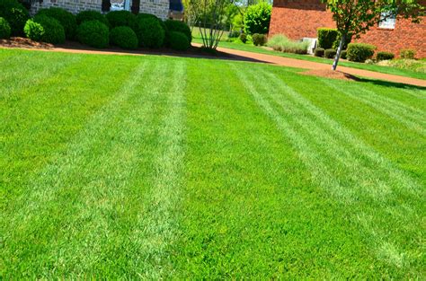 backyard lawn meaning