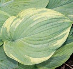 backyard monster hosta