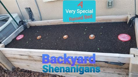 backyard shenanigans meaning