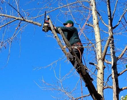 backyard tree trimming