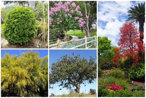 Backyard Trees California