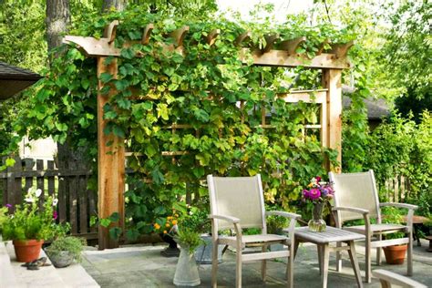 backyard vine ideas