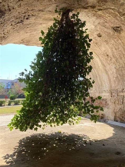 bacoli italy upside down fig tree