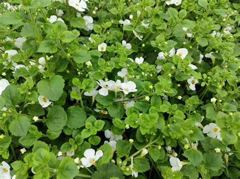 What You Need To Know About Growing Bacopa Plant In 2023