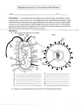 bacteria and virus comparison worksheet