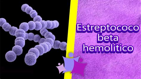 bacteria estreptococo beta hemolitico grupo a