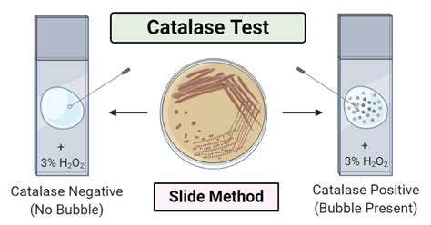 Bacteria Tests Catalase