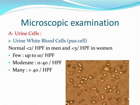 bacteria urine hpf 2+