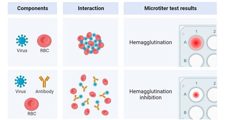 Bacterial Agglutination Test