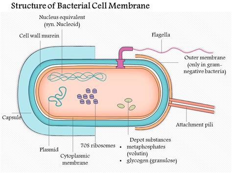 Unveiling the Secrets of Bacterial Cell Membrane: A Prodigy in Microbial Science