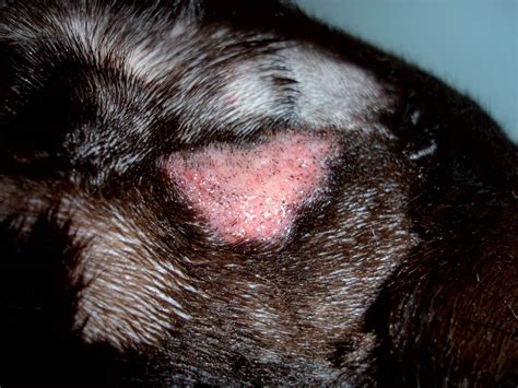 bacterial infection in dogs