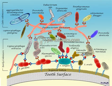 Bacterial Plaque Formation