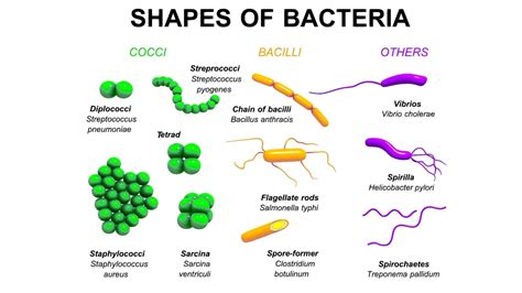 Bacteriology Definition And Examples
