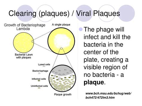 Bacteriophage Viral Plaques