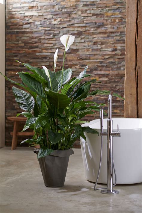 Pflanzen fürs Badezimmer ohne Fenster 10 Grünpflanzen Badezimmer