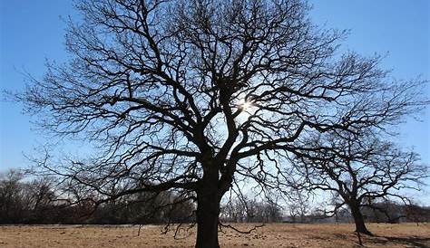 Winterharte Gehölze für Kübel | Winterharte pflanzen garten