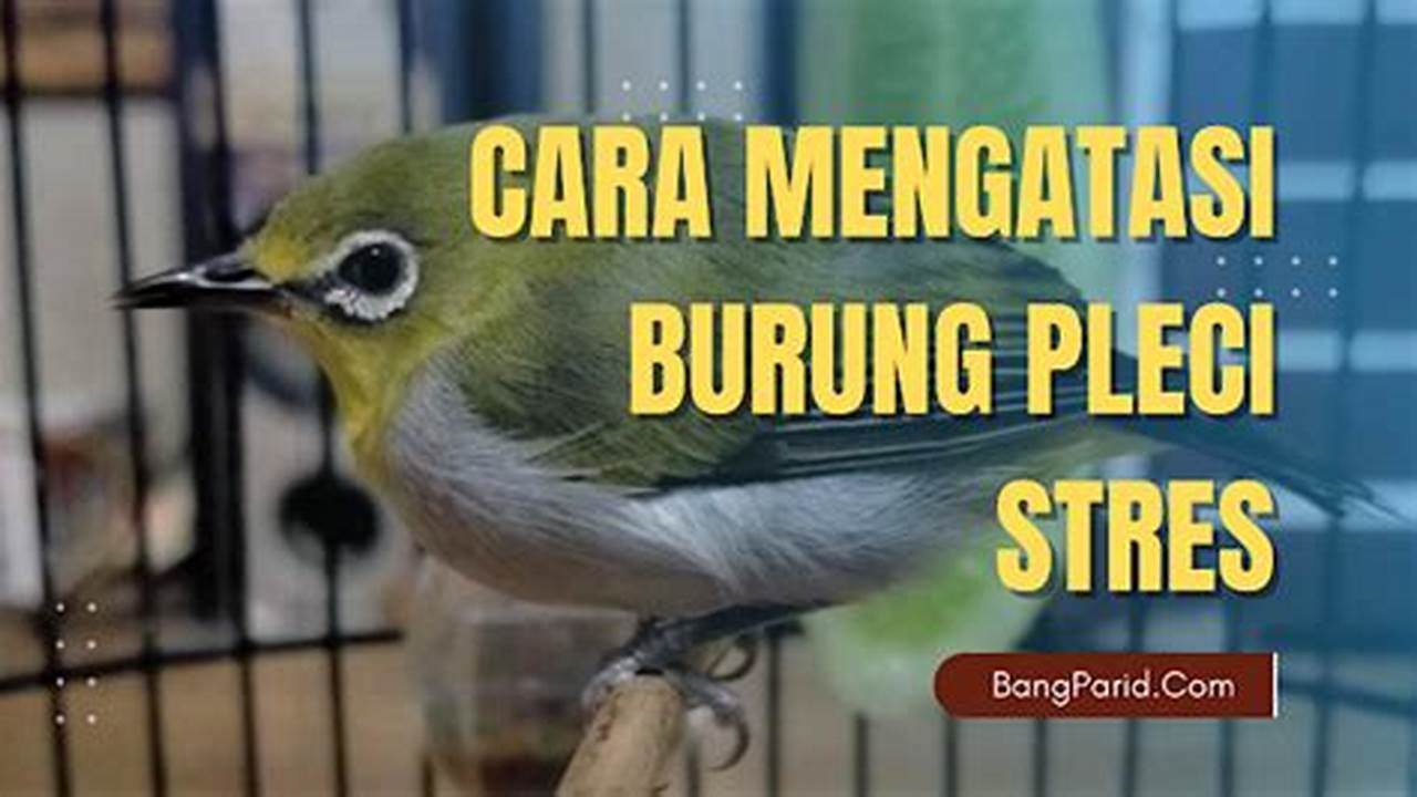 Panduan Lengkap Cara Mencegah dan Mengatasi Burung Pleci Gembung