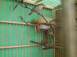 Panduan Lengkap: Cara Beternak Burung Pleci Unggul