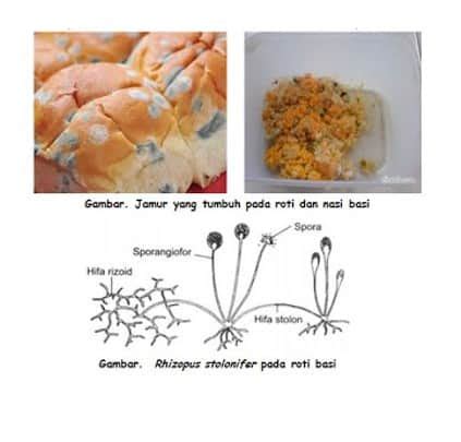 Bagaimana cara jamur memperoleh makanannya