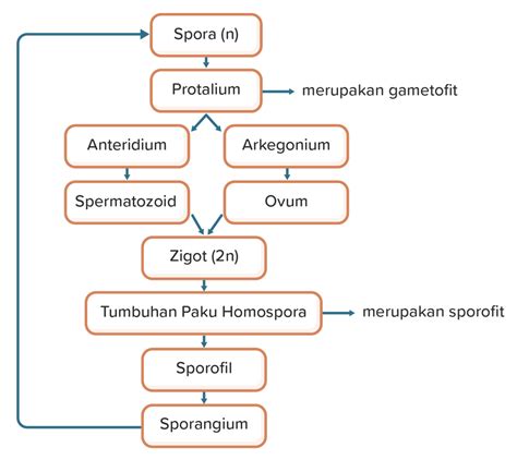 Bagan Metagenesis Tumbuhan Paku: Panduan Lengkap dan Detail dari Tahap-tahap Hingga Fungsi