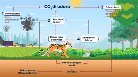 Bagan Siklus Karbon: Proses dan Dampaknya pada Lingkungan